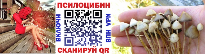 Псилоцибиновые грибы Psilocybine cubensis  Тотьма 
